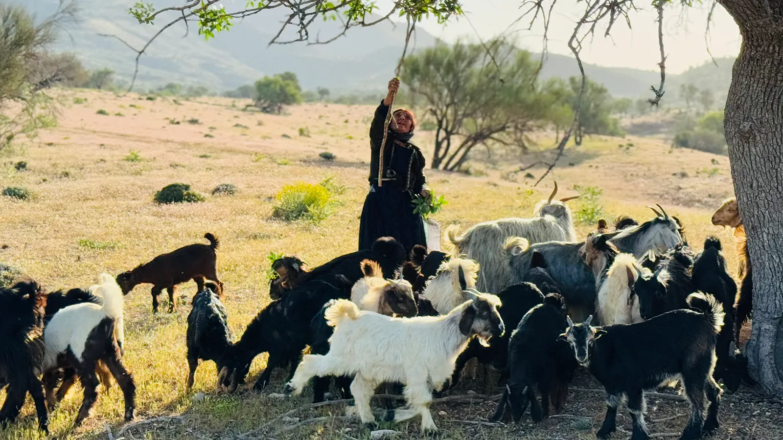 گله داری عشایر